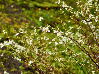 blooming white flowers on the bush