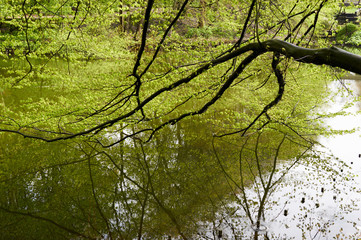 summer green leaves on the big tree above the pond. beautiful reflection