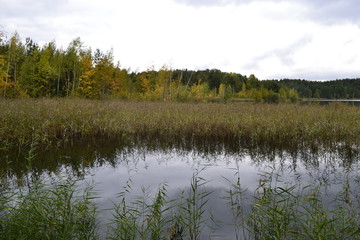 Пруд в лесу