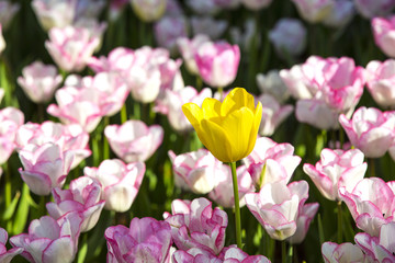 Bed of tulips growing in spring garden tulips