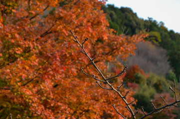Red Maple leaves in Autumn.