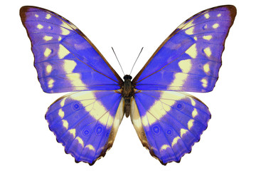 Colombian blue butterfly (Morpho cypris, male, upside) isolated on white background © Roman