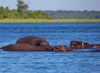 Fototapeta premium Herd of hippos on a hot day