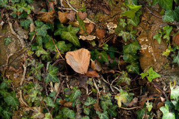 Herbst rund um uns herum. Goldene Zeiten