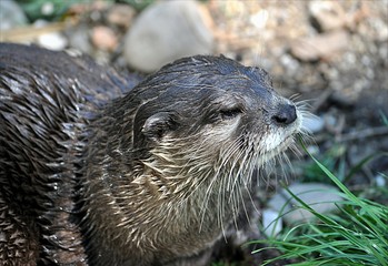 Small predator - otter