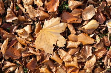 Herbst rund um uns herum. Goldene Zeiten