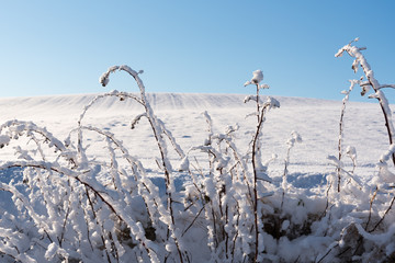 Fototapeta premium Winter time.
