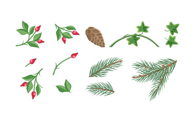 Set of Christmas Decoration Plants Illustrations 