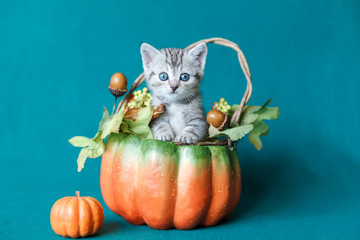 Small grey striped kitten sitting in a pumpkin basket © TravelMedia