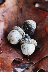 Macro of three acorns nestled on the ground in the fallen leaves of an oak tree. Extreme shallow...
