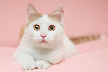 Cat on pink background