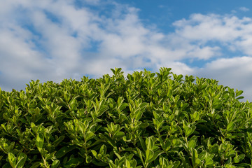 Half Bush with blue sky 