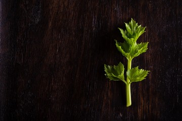 Detail of single sprig of green herb on dark wood