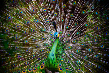 Obraz premium Peacock