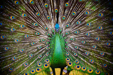 Fototapeta premium Peacock