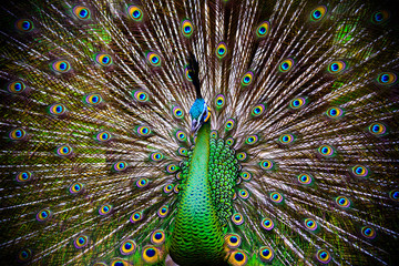 Fototapeta premium Peacock