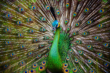 Obraz premium Peacock