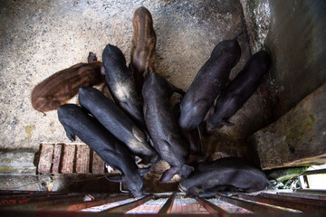 Vietnamese pigs in a pen