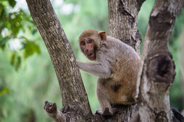 Monkey on a tree eats banana