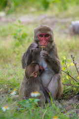 Monkey and baby eating