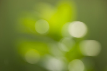 Obraz premium Bokeh