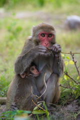 Monkey and baby eating