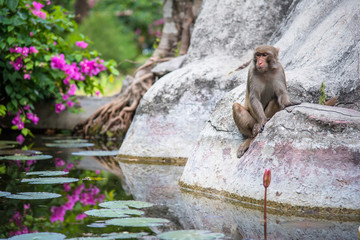 Monkey in the water
