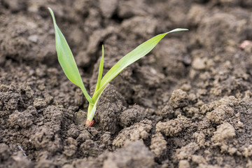 Young Wheat Sprouts Growing in the Field Close Up