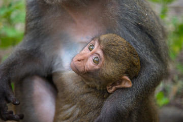 Monkey and baby eating