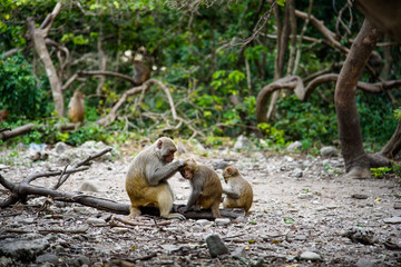 Monkey caring
