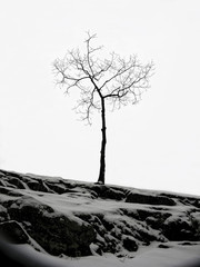 Lone, Bare Winter Tree