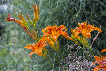 Red day-Lily ( lat. Hemerocallis fulva )