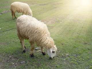 Obraz na płótnie Canvas Sheep eating grass in the farm
