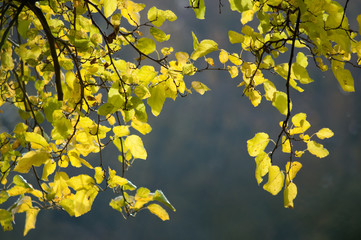 Obraz premium Herbst rund um uns herum. Goldene Zeiten