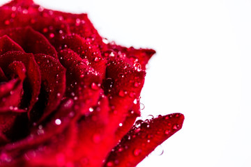 Rose macro with dew