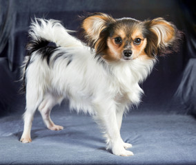 Portrait of a six months dog breed Papillon