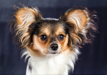 Portrait of a six months dog breed Papillon