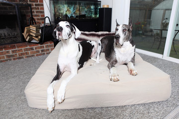 Pair of Great Danes on dog bed in a home.