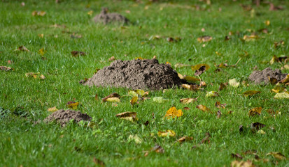 Rasenmähern und Maulwürfe auf dem Rasenplatz