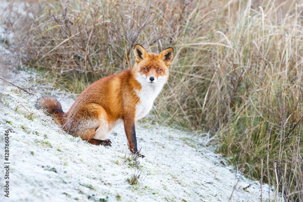 Poster red fox in a winter setting