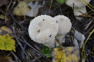 Грибы-дождевики