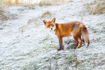 red fox in a winter setting