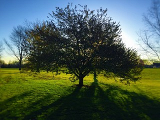Tree in morning