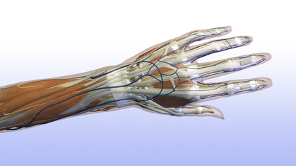 Female Hand Anatomy Dorsal View