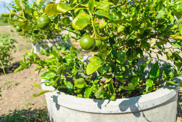 Lemon tree growth in the cement pond