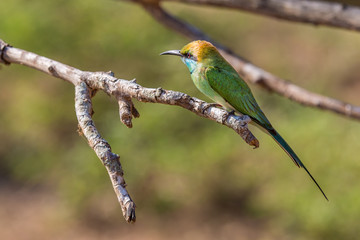 Bee Eater