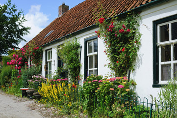 Fototapeta na wymiar White Dutch house wreathed with flowers