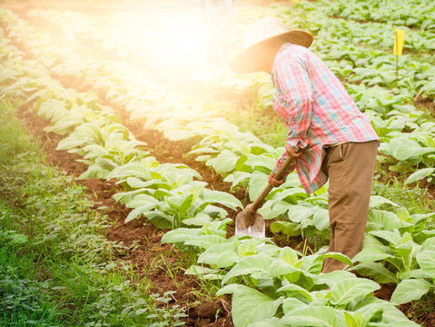 Farmer  In Tobacco Field.