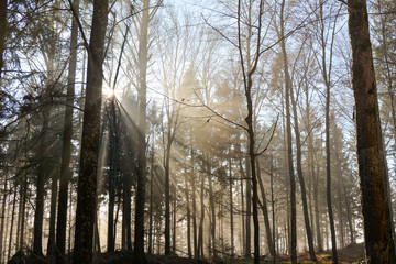 Fototapeta na wymiar Natur Baum Sonne und Landschaft mit Nebel