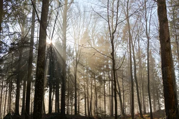 Foto auf Leinwand Natur Baum Sonne und Landschaft mit Nebel © Tobias
